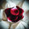 Bijoux Indiscrets - Rose Petal Explosion